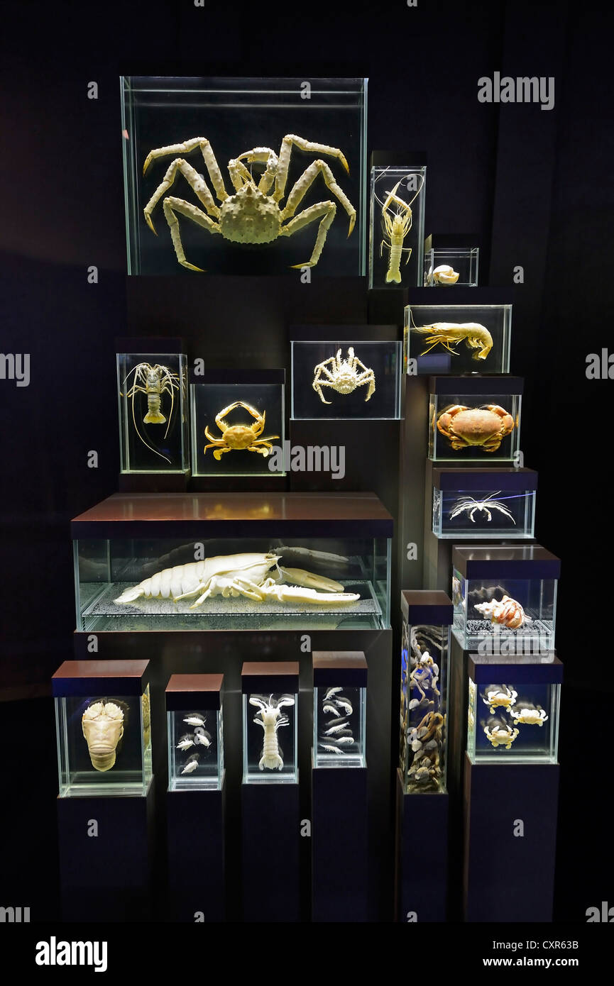 Display case with preserved specimen at the Ozeaneum, Hanseatic City of Stralsund, Mecklenburg-Western Pomerania, Property Stock Photo
