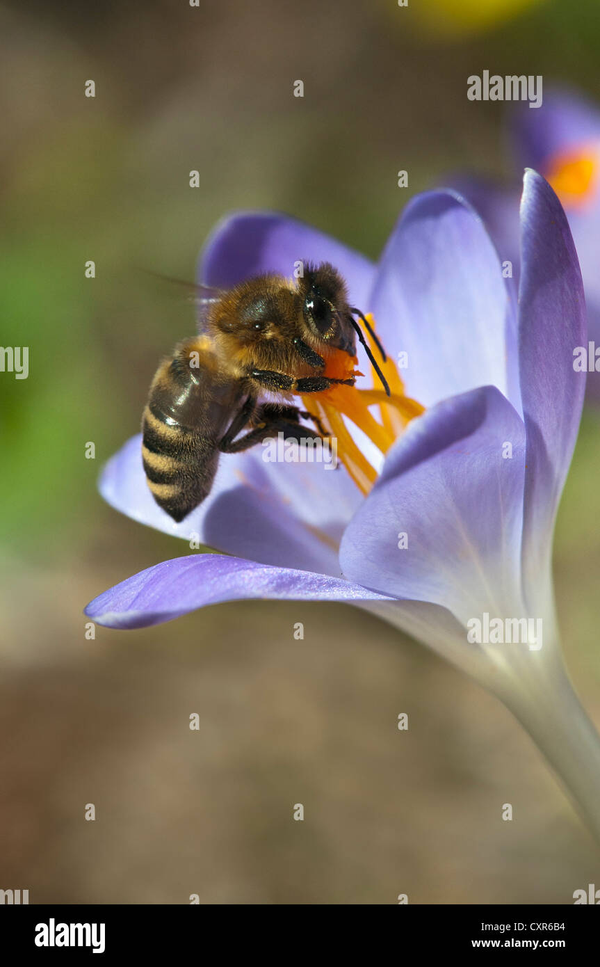 Honey bee (Apis mellifera) on garden crocus, Schwaz, Tyrol, Austria, Europe Stock Photo