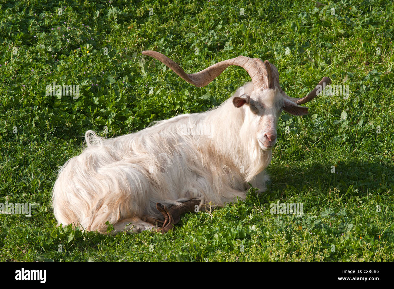 Domestic goat with overgrown hooves, Aggius, Sardinia, Italy, Europe Stock Photo