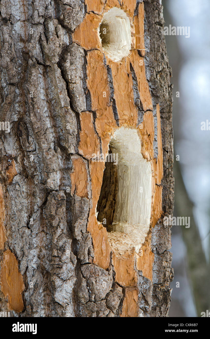 Chew marks of a Black Woodpecker (Dryocopus martius), Landschaftsschutzgebiet Tratzberg conservation area, Tyrol, Austria Stock Photo