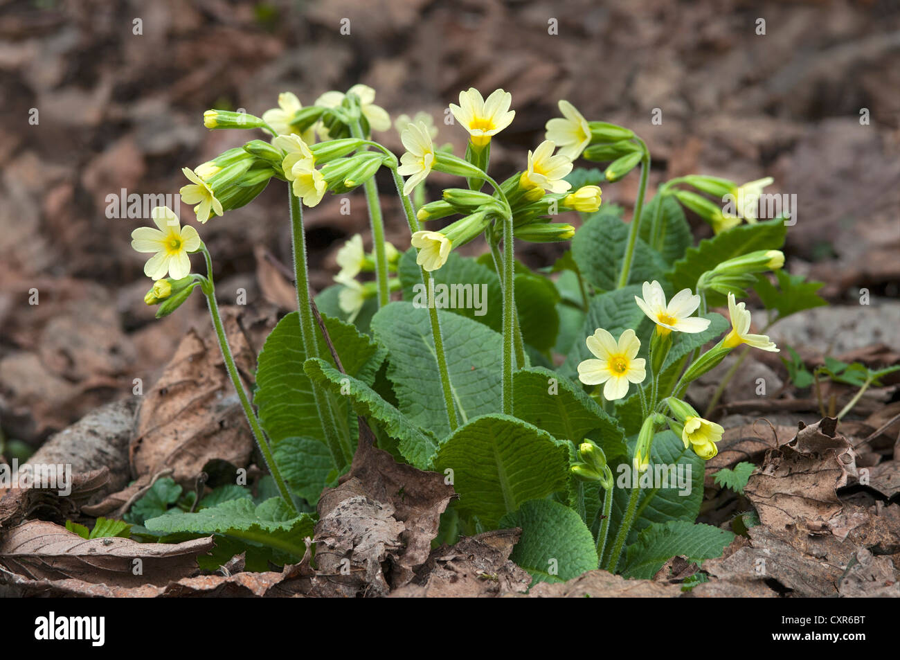 Oxlip or Oxlip Primrose (Primula elatior), Tratzberg Conservation Area, Stans, Tyrol, Austria, Europe Stock Photo
