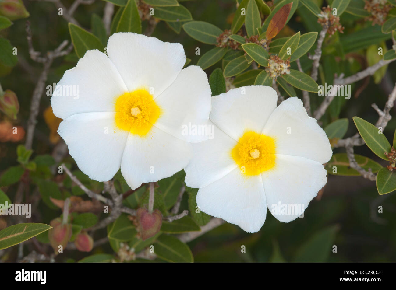 Sageleaved Cistus (Cistus salvifolius), Cappo Cavallo, Sardinia, Italy, Europe Stock Photo Alamy