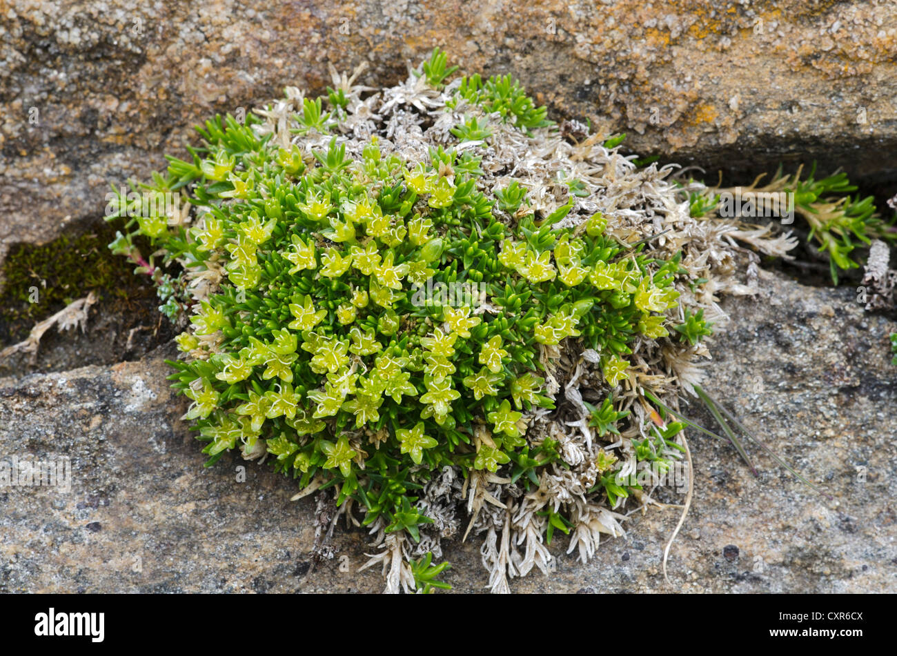 Mossy Cyphel or Dwarf Cherleria (Minuartia sedoides), Gamsgrube, Hohe Tauern National Park, Carinthia, Austria, Europe Stock Photo