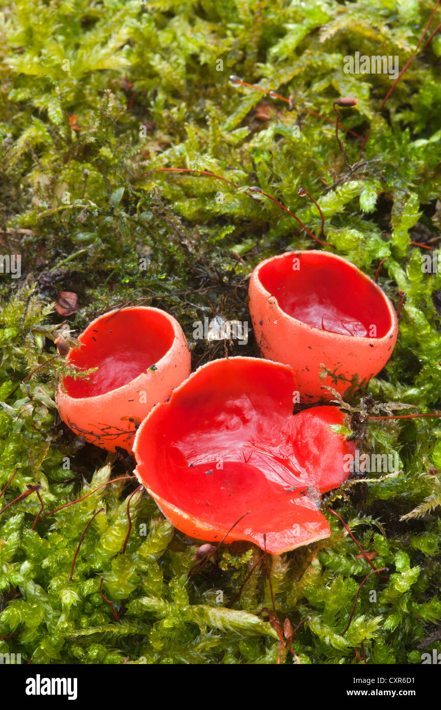 Scarlet Elf Cup or Scarlet Cup (Sarcoscypha coccinea), Tratzberg Conservation Area, Stans, Tyrol, Austria, Europe Stock Photo
