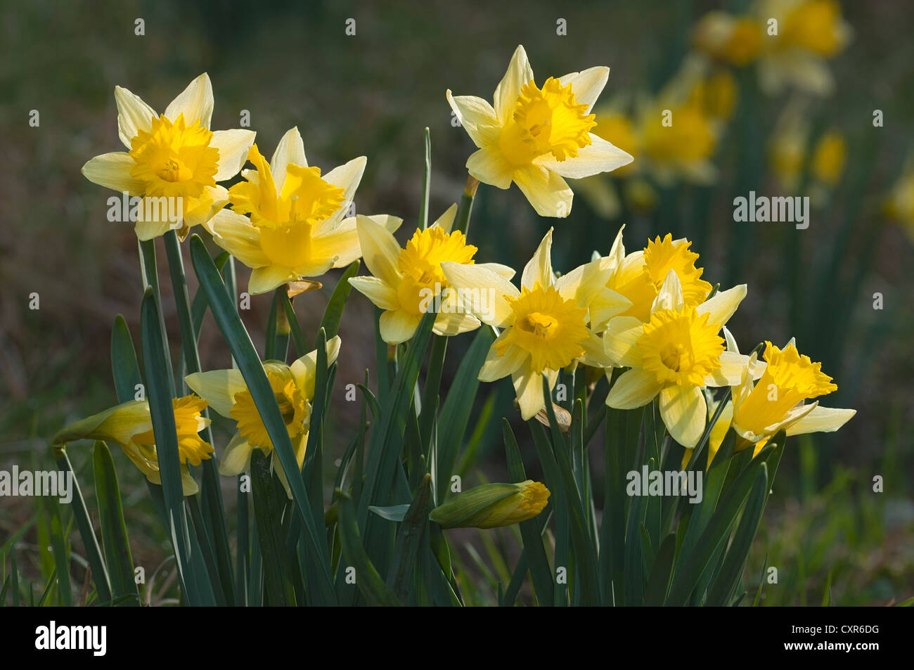 Wild daffodils (Narcissus pseudonarcissus), Schwaz, Tyrol, Austria, Europe Stock Photo