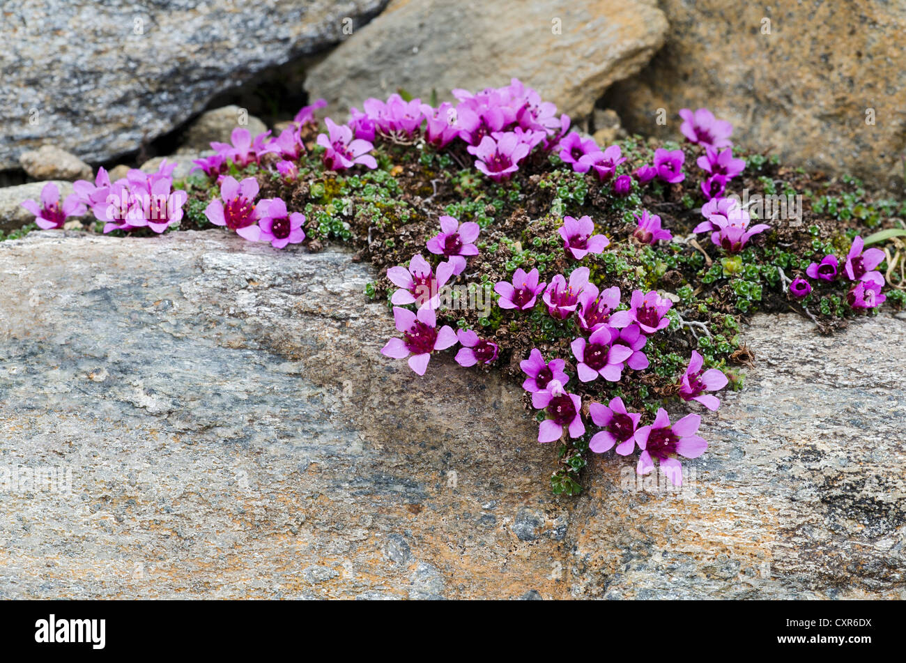 Purple mountain saxifrage (Saxifraga oppositifolia subsp. Oppositifolia), Gamsgrube, Hohe Tauern National Park, Carinthia Stock Photo