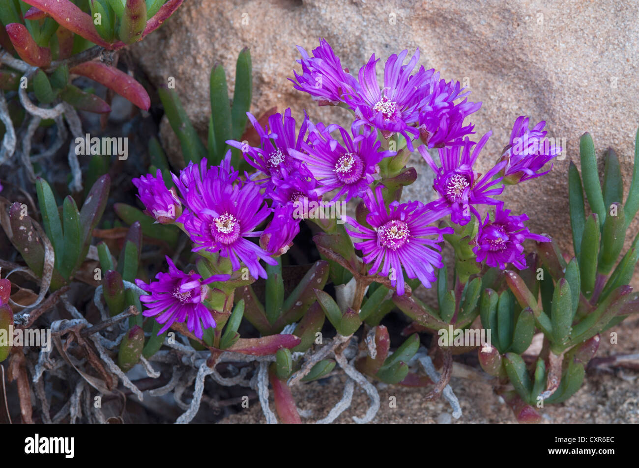 Stone plants (Aizoaceae), Sinis peninsula, Oristano, Sardinia, Italy, Europe Stock Photo
