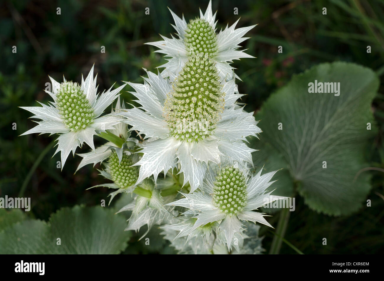 Sea-holly, eryngo (Eryngium), garden variety, Perktoldsdorf, Austria, Europe Stock Photo