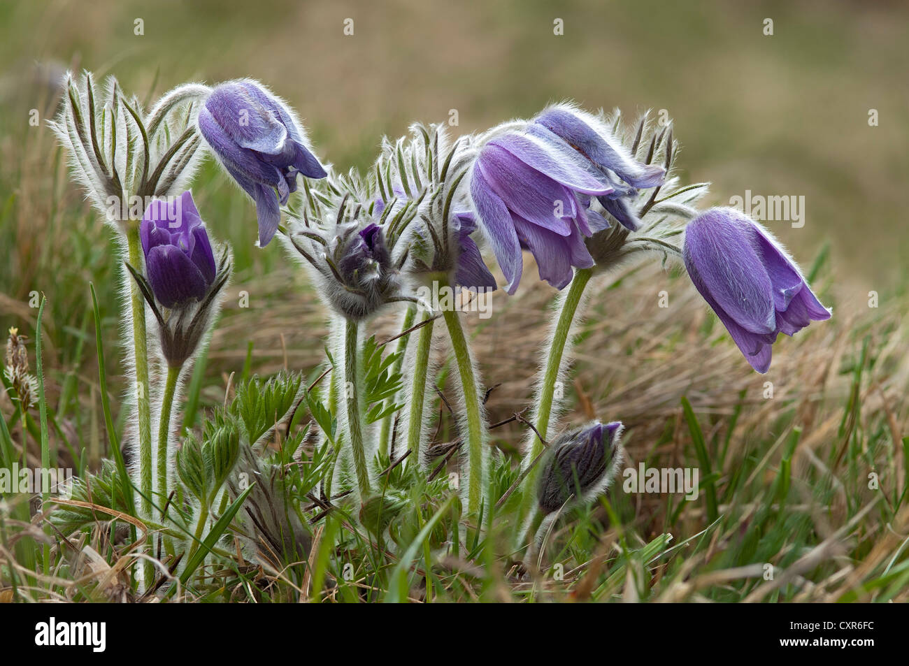 Pasque flowers, danes blood (Pulsatilla vulgaris ssp. oenipontana), Arzl, Tyrol, Austria, Europe Stock Photo