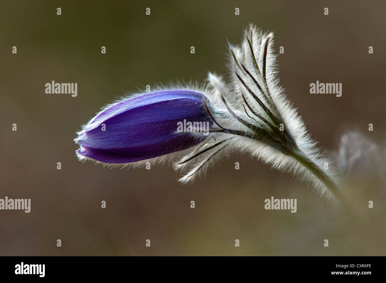 Pasque flower, danes blood (Pulsatilla vulgaris ssp. oenipontana), Thaur, Tyrol, Austria, Europe Stock Photo