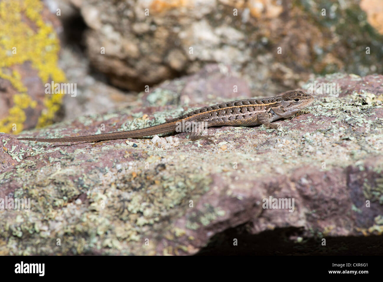 Slevin's Bunchgrass Lizard Sceloporus slevini Sunnyside Canyon ...