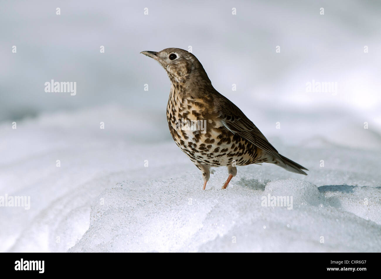 Song Thrush (Turdus philomelos) in the snow, Terfener Forchat, Terfens, Tyrol, Austria, Europe Stock Photo