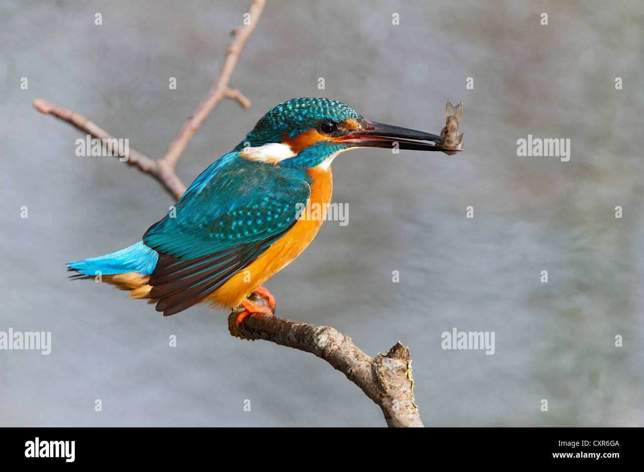 Kingfisher (Alcedo atthis), Tratzberg landscape conservation area, Tyrol, Austria, Europe Stock Photo