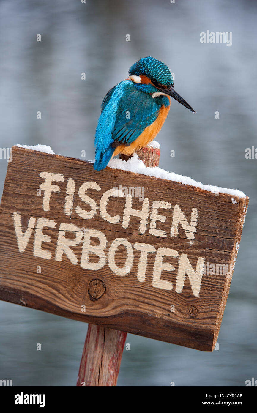 Kingfisher (Alcedo atthis), perched on a German 'no fishing' sign, Tratzberg landscape conservation area, Tyrol, Austria, Europe Stock Photo