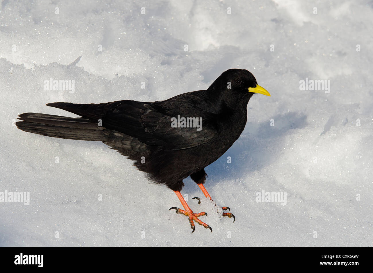 Yellow-billed Chough (Pyrrhocorax graculus), in the snow, Karwendel Mountains, Tyrol, Austria, Europe Stock Photo