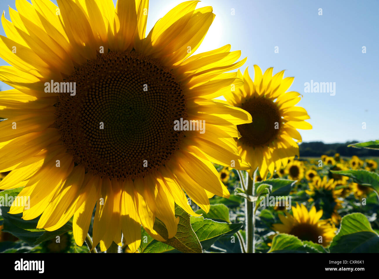 field of sunflowers Stock Photo - Alamy