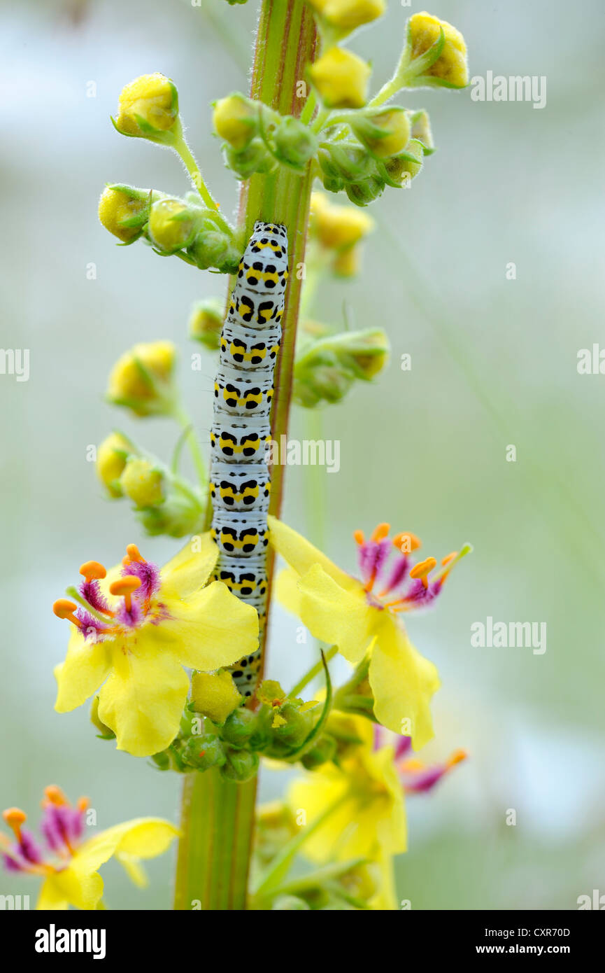 Mullein Moth (Shargacucullia verbasci), caterpillar on a Mullein flower (Verbascum sp.), Mindelheim, Lower Allgaeu, Bavaria Stock Photo