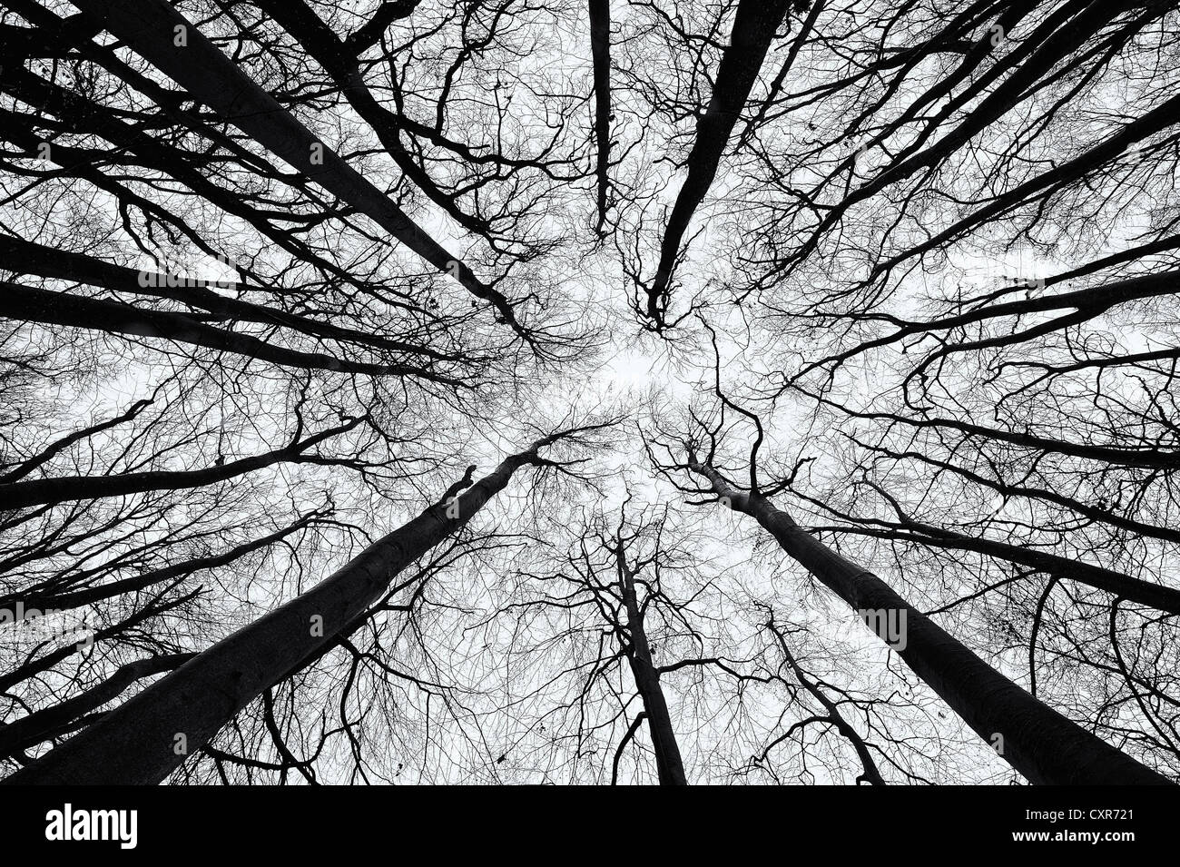 Beech (Fagus) from below in black and white, Mindelheim, Unterallgaeu, Swabia, Bavaria, Germany, Europe Stock Photo