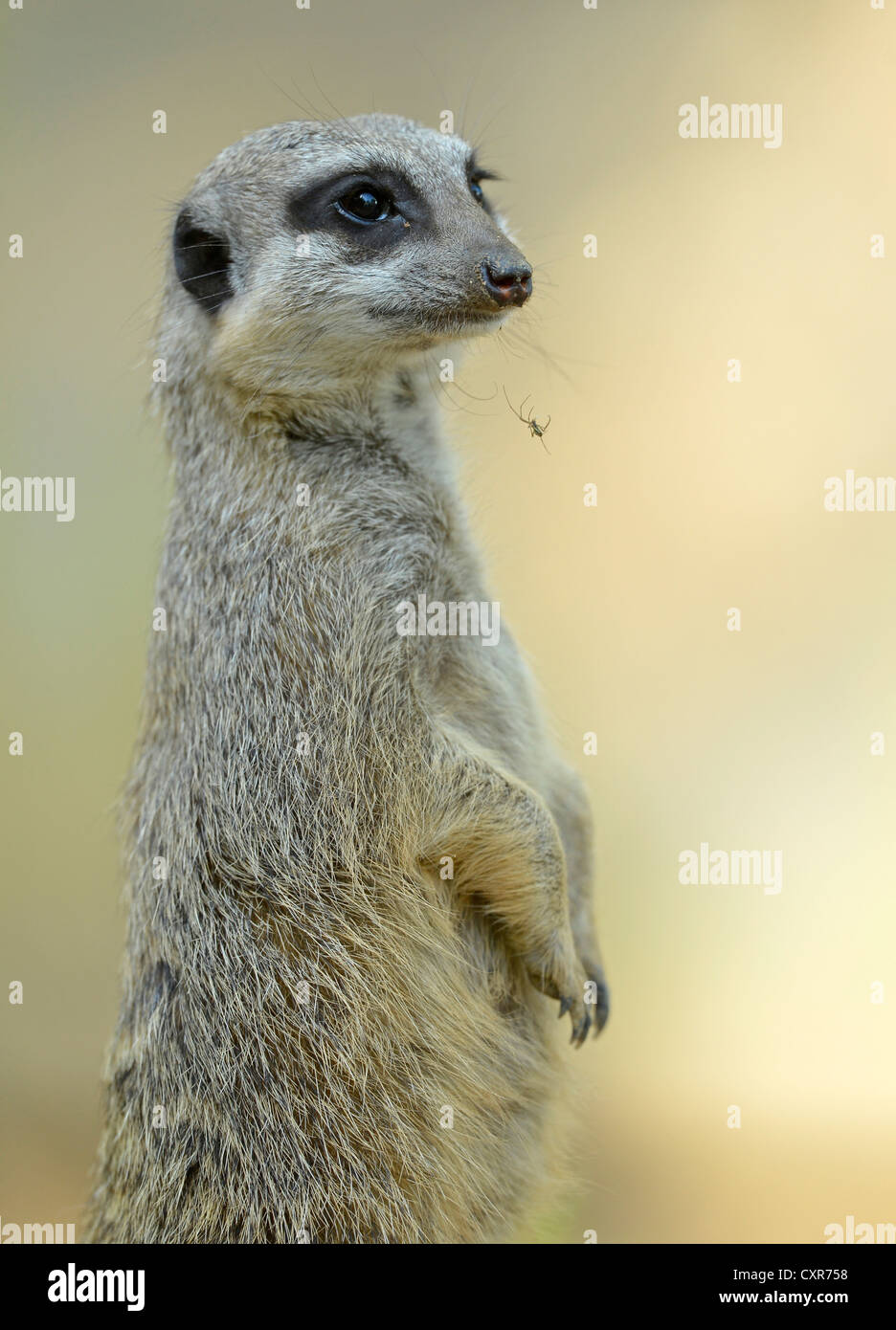 Spider spinning a web on a Meerkat or Suricate (Suricata suricatta), occurrence Africa, captive, Baden-Wuerttemberg Stock Photo