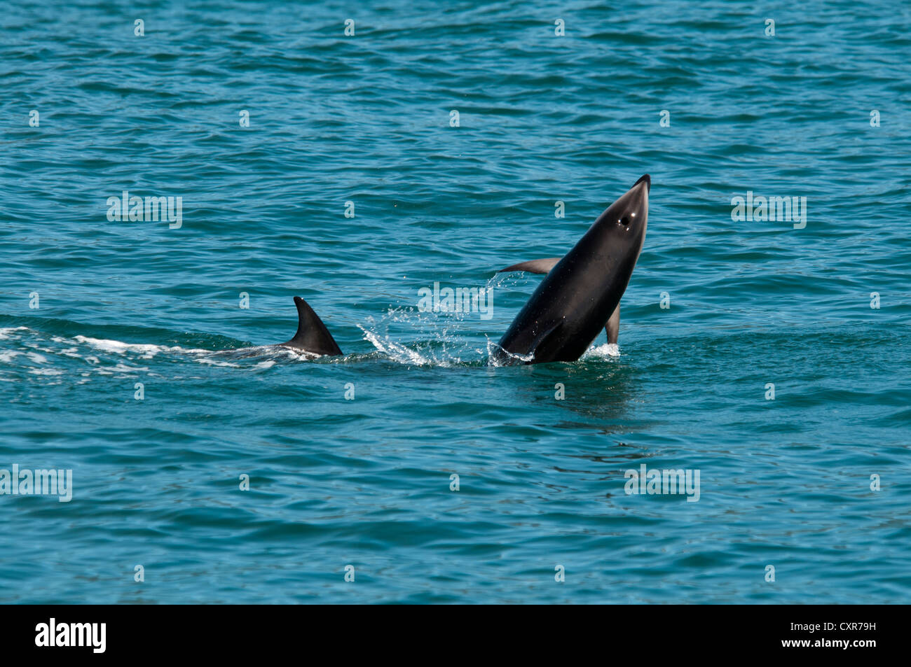 Dusky Dolphin springing in the Pacific Ocean near Kaikoura in New Zealand. Schwarzdelfine springen aus dem Pazifik in Neuseeland Stock Photo