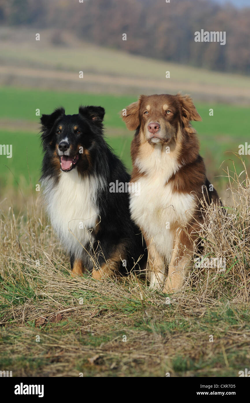 shepherd shetland