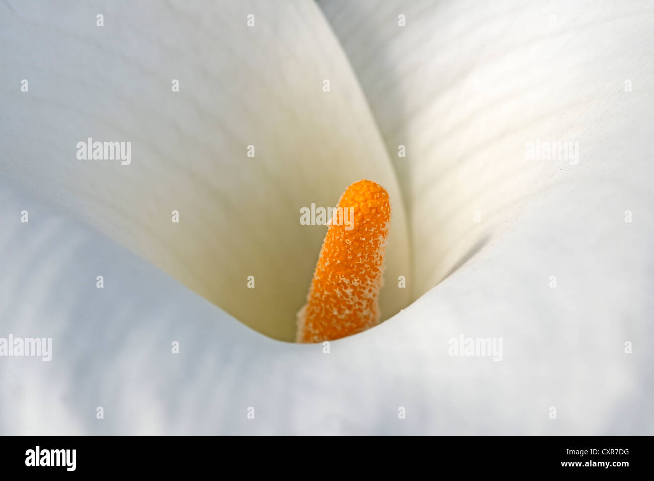 Lily of the Nile, Calla Lily or Arum Lily (Zantedeschia aethiopica