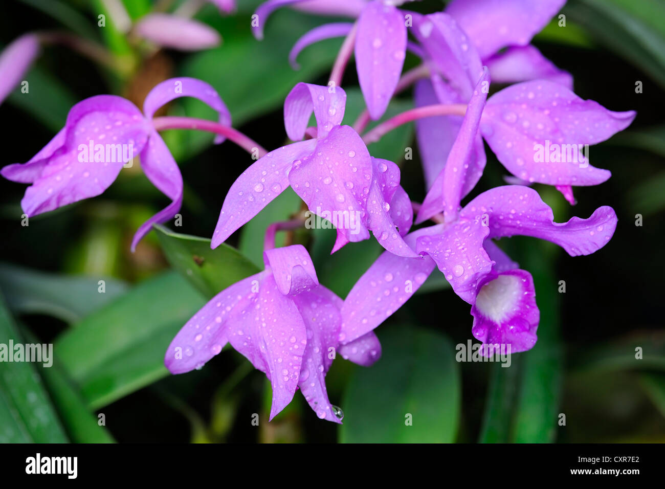 Skinner's Cattleya Orchid (Cattleya skinneri), rarity, Central America Stock Photo