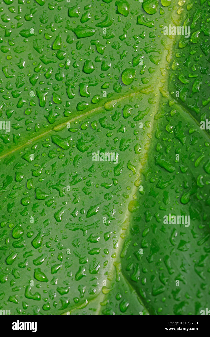 Philodendron Pterotum (Philodendron pterotum), leaf with dew drops, Central  America Stock Photo - Alamy