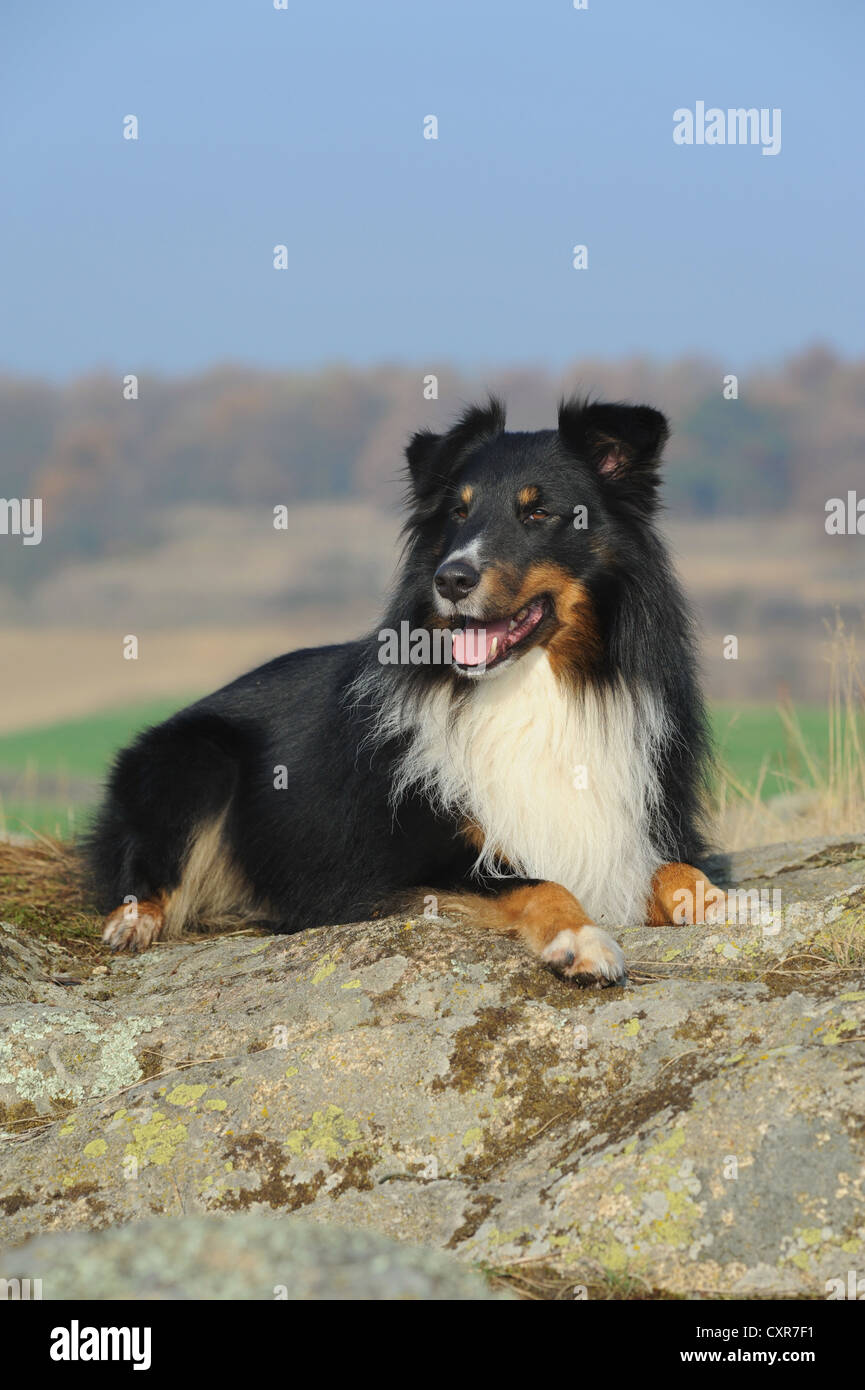 Bearded Collie Long Hair Shaggy Dog Dog Riverrun Collies