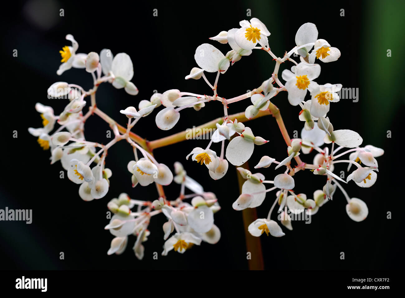 Flowering Begonia (Begonia acuda), native to Brazil Stock Photo