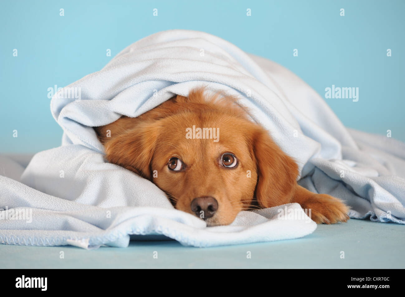 What Does It Mean When Dogs Snuggle With You? Cuteness, 57 OFF