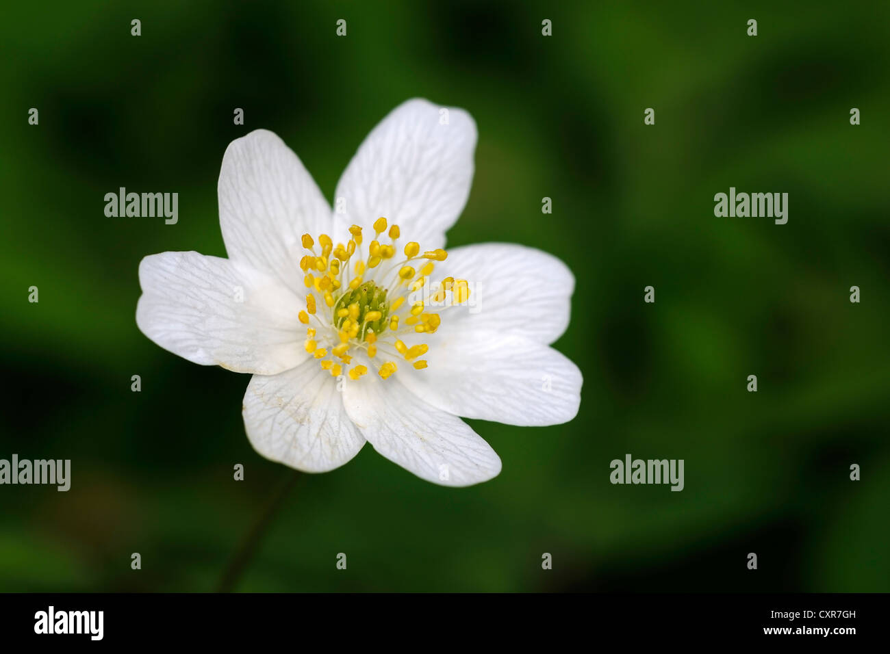 Wood Anemone, Thimbleweed or Smell Fox (Anemone nemorosa), Berlin