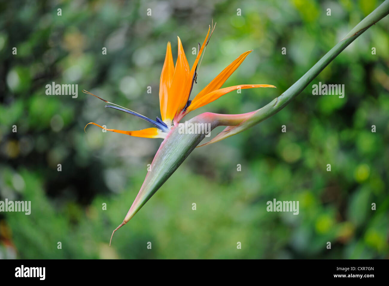 Bird of Paradise (Strelitzia reginae) flower, native to South Africa Stock Photo