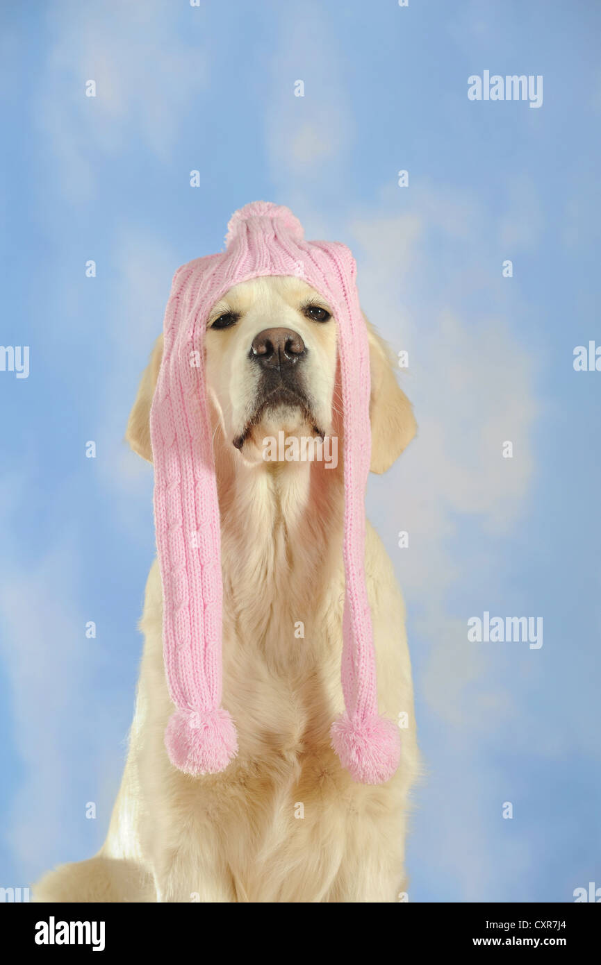 Golden Retriever wearing a pink scarf on its head Stock Photo