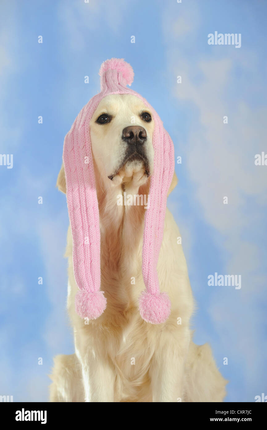 Golden retriever dog wearing scarf hi-res stock photography and images