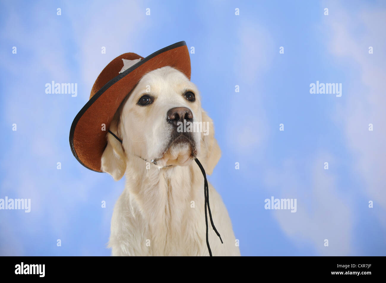 Golden Retriever wearing a cowboy hat Stock Photo