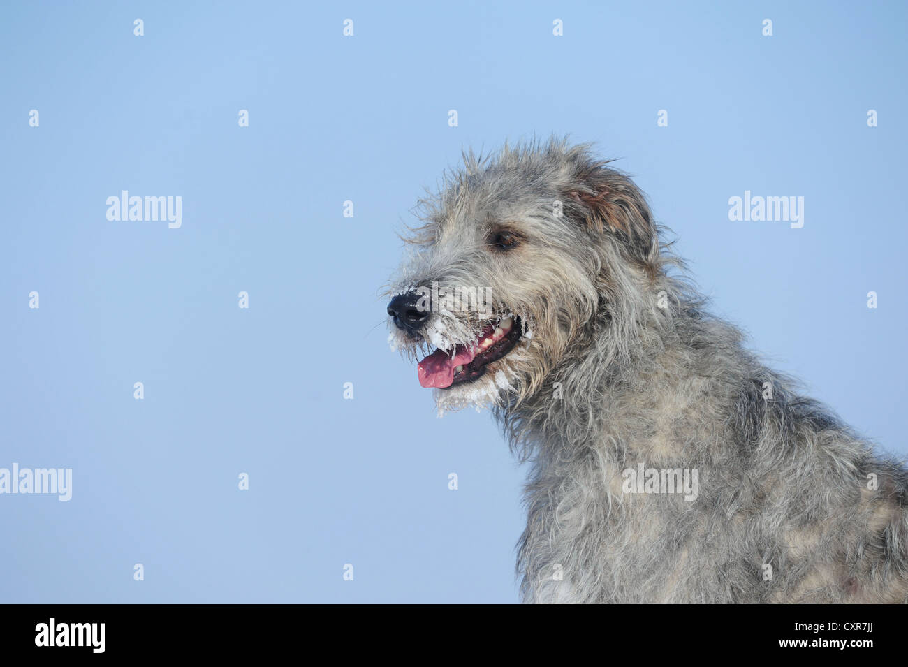 Irish Wolfhound, portrait Stock Photo