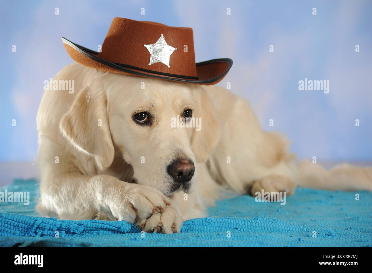 Golden Retriever wearing a cowboy hat Stock Photo