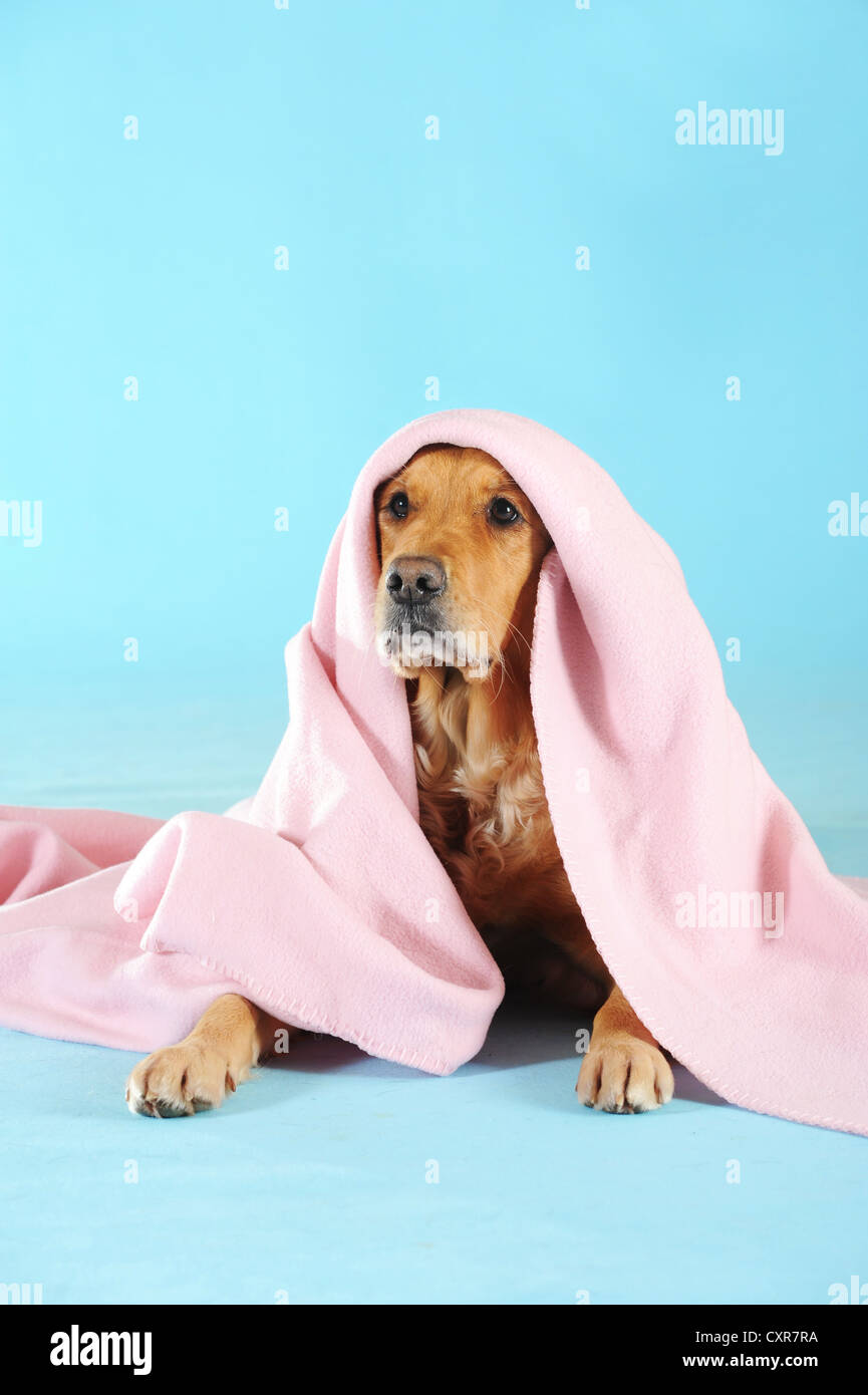 Golden Retriever sitting underneath a pink blanket Stock Photo - Alamy
