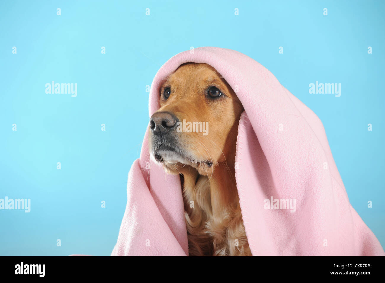 Floral Golden Retriever Quilted Blanket NCU0DV486 main image 1