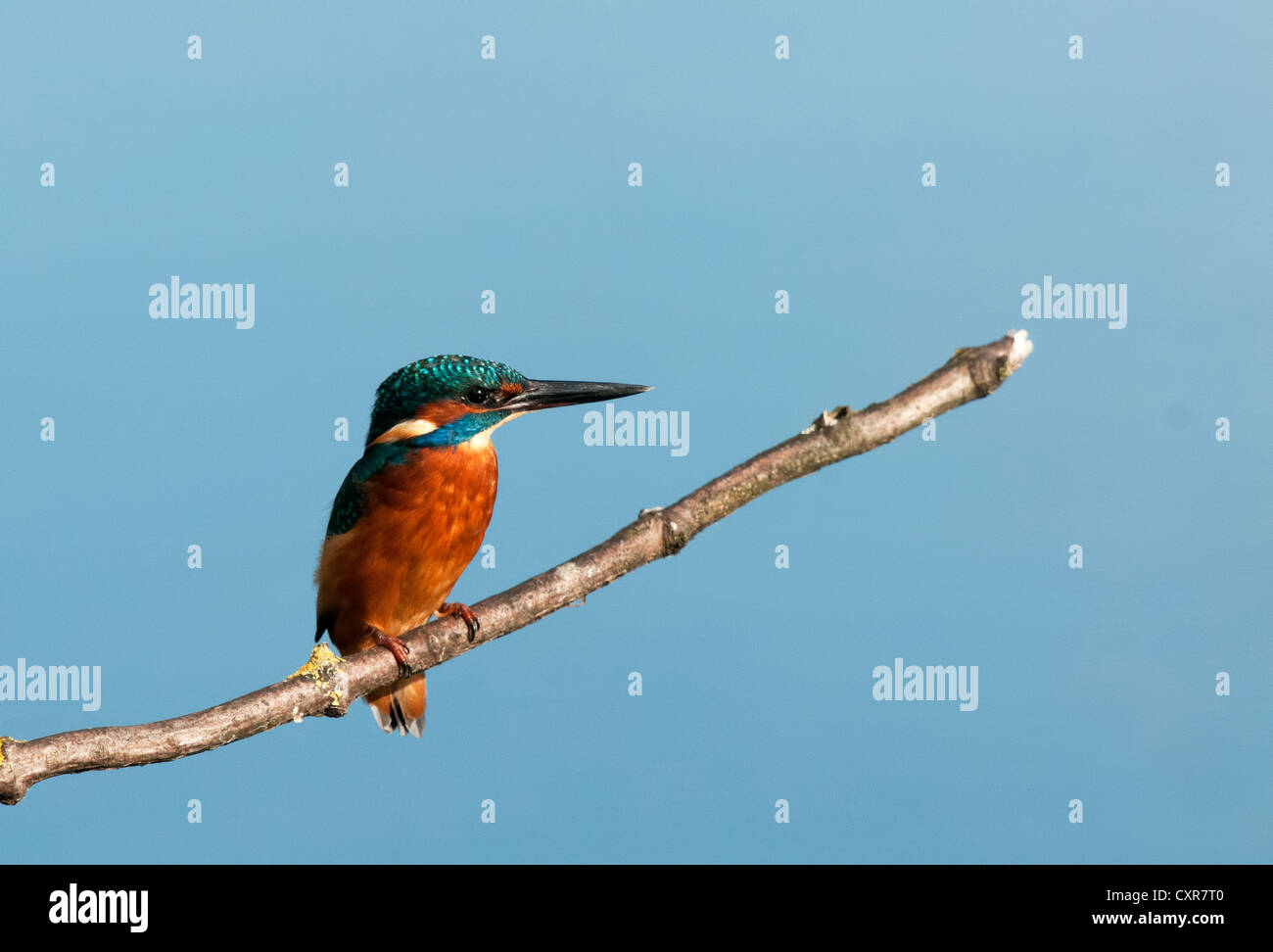 a kingfisher perched on a stick looking right Stock Photo