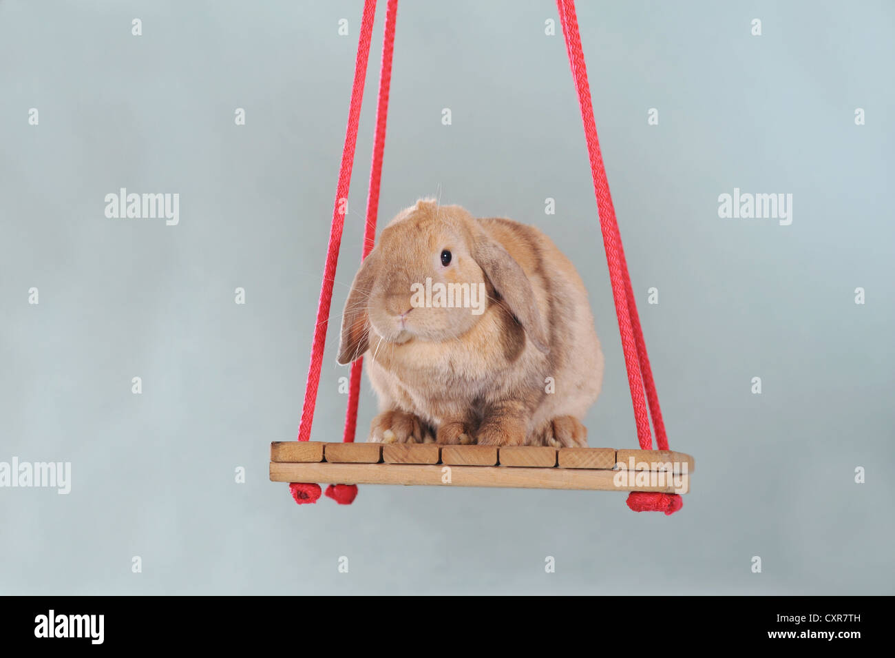 Spotted long eared rabbit sitting on a swing Stock Photo