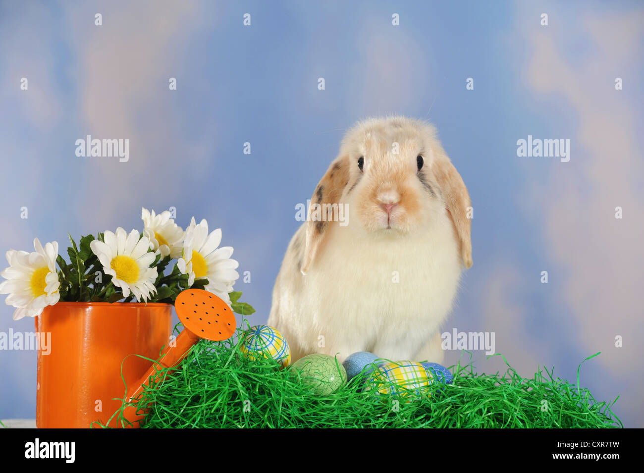 Spotted long eared rabbit sitting next to Easter eggs Stock Photo