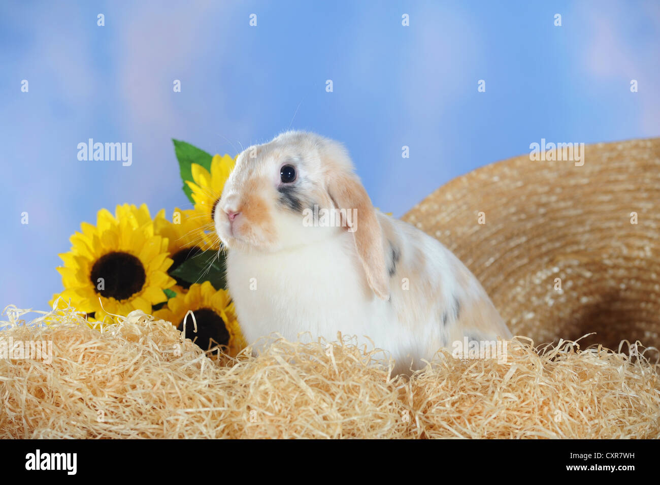 Spotted long eared rabbit sitting on wood wool Stock Photo