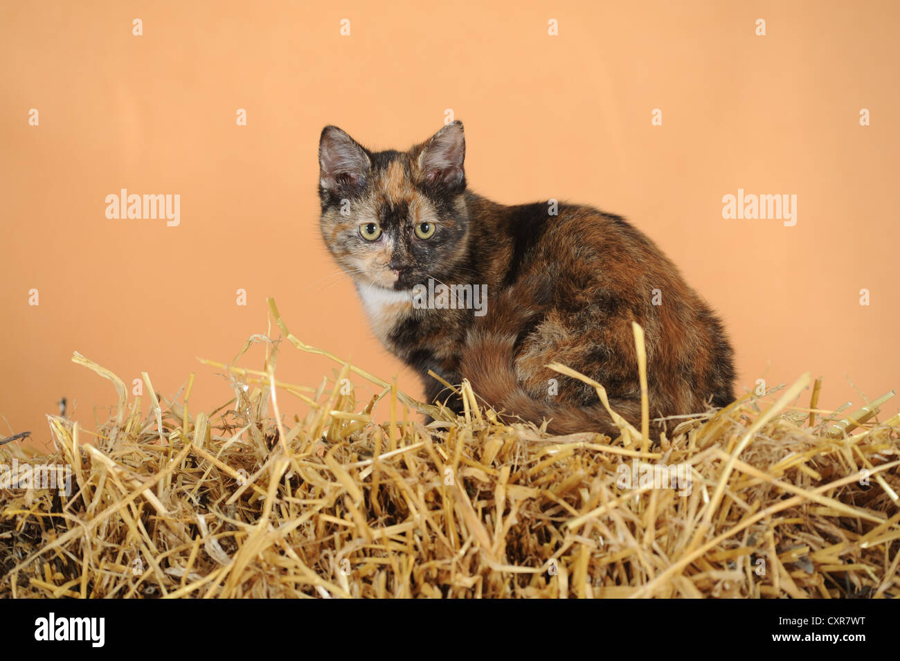 https://c8.alamy.com/comp/CXR7WT/domestic-cat-tortoiseshell-coloured-sitting-on-a-bale-of-straw-CXR7WT.jpg