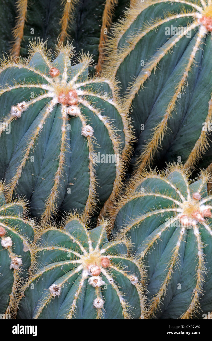 Balloon Cactus (Parodia magnifica), Brazil, South America Stock Photo