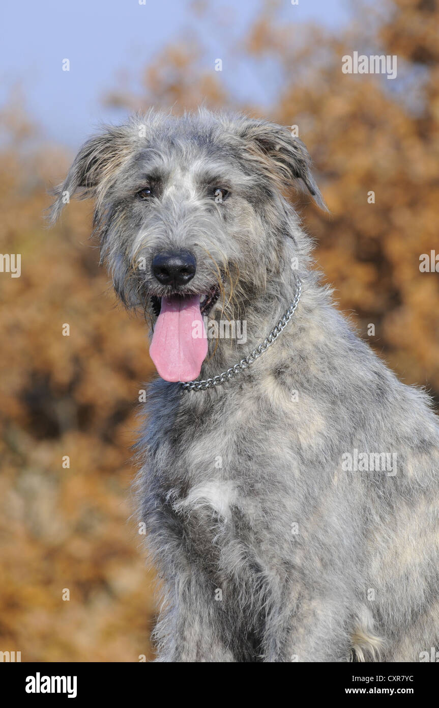 Irish Wolfhound, portrait, in autumn Stock Photo