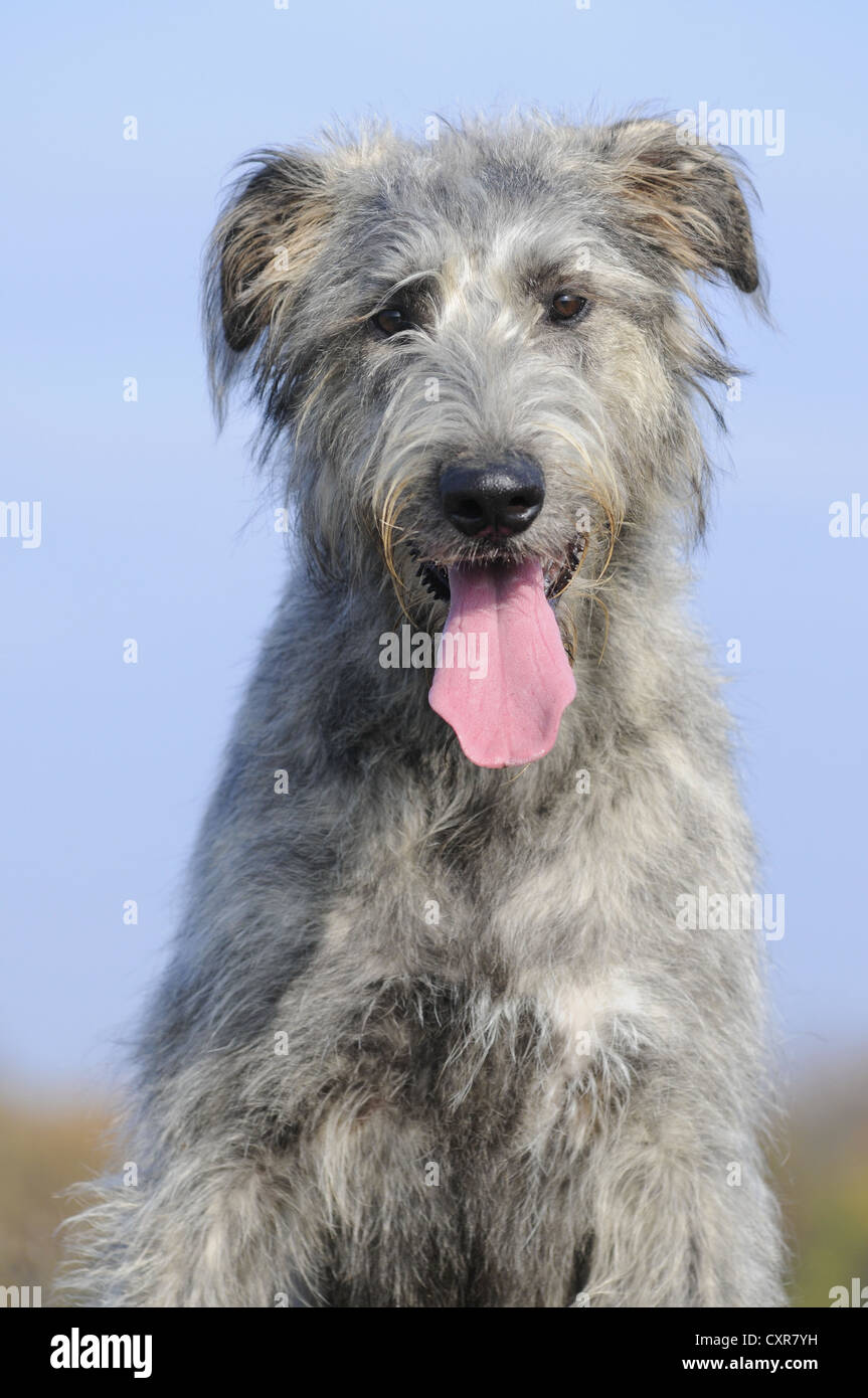 Irish Wolfhound, portrait Stock Photo