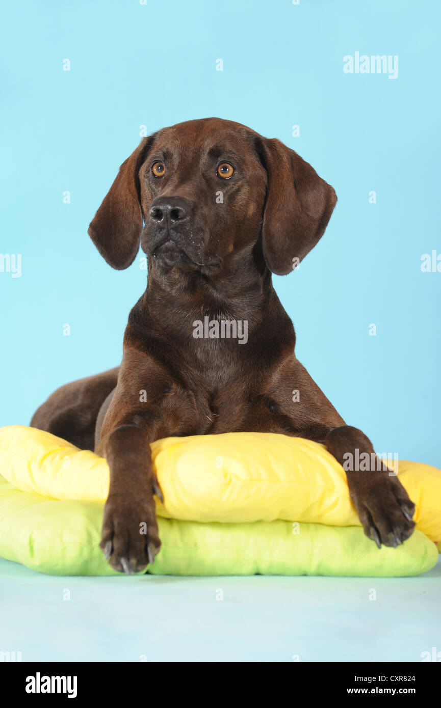 Mixed Breed Dog Weimaraner Labrador And Ridgeback Lying On Pillows Stock Photo Alamy