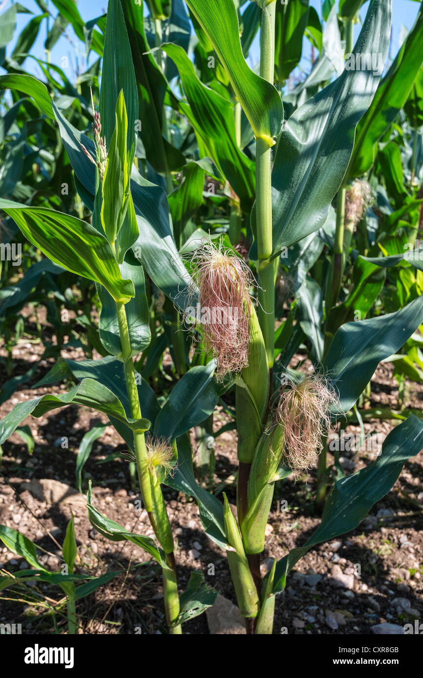 CLOSE-UP OF-SWEET CORN/MAIZE  SEED HEADS GROWING IN FIELD AT SIDE OF OFFA'S DYKE PATH IN SEDBURY GLOUCESTERSHIRE ENGLAND UK Stock Photo